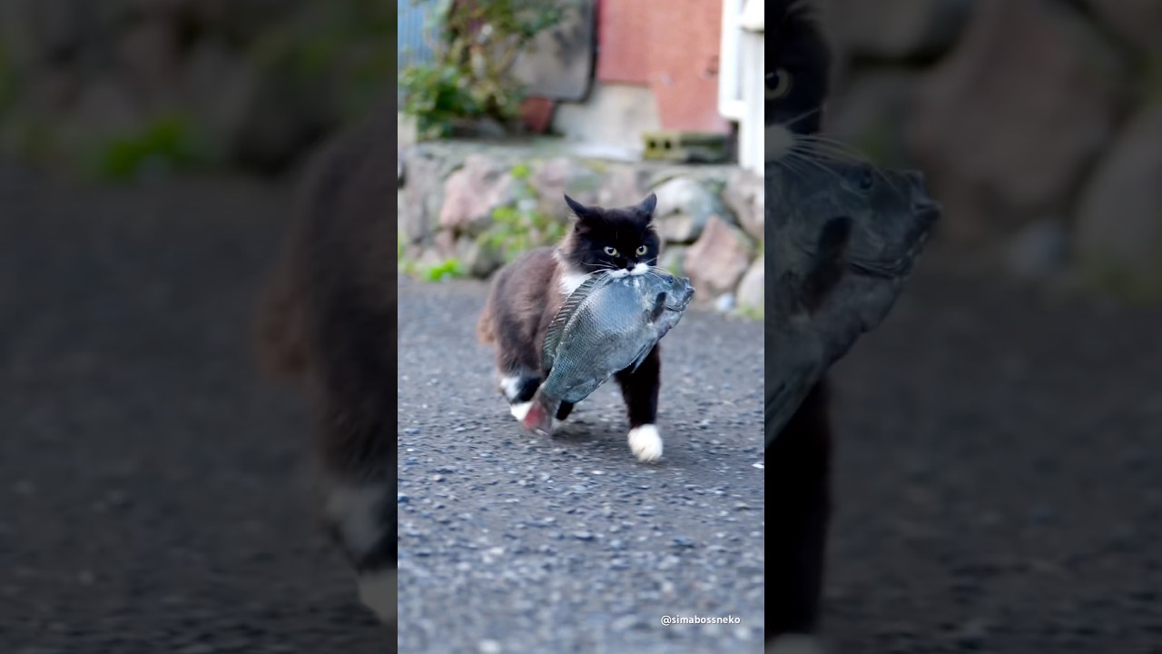 🎊猫の日🎊ロビン君セレクション🐈‍⬛🤍Japan Cat Day! Robin