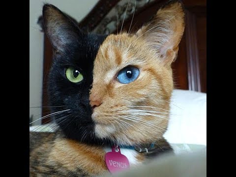Gato com rosto de duas cores. Será verdade?