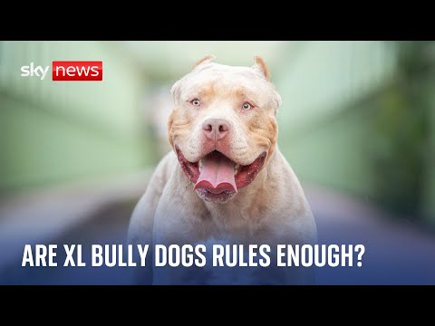 New rules come in for XL bully dogs - but are they enough?