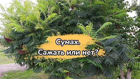 СУМАХ . КОРОТКО О ГЛАВНОМ!