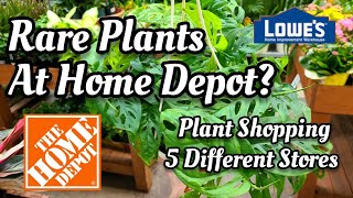 PLANT SHOPPING AT 5 BIG BOX STORES! Rare Monstera at Home Depot?! Monstera Acuminata or Adansonii? 🌿