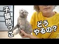 子猫の抱っこの仕方についてHow to hold a kitten