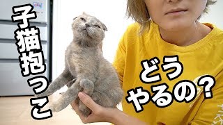 子猫の抱っこの仕方についてHow to hold a kitten