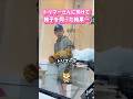 トリマーさんに愛猫を託して様子を伺った結果… #海外 #動物 #funnyanimals
