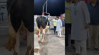 1.2 Ton Huge Tallest Holstein Friesian Bull Live Sold Apple Agro to Sadeeq Agro 2024 ||