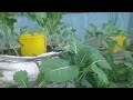 How to grow kalessukuma wiki at home step by step using sacksbags for beginners garden