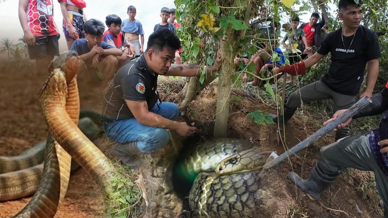 PAGHAHANAP SA NAG SASALUPUTANG KING COBRA