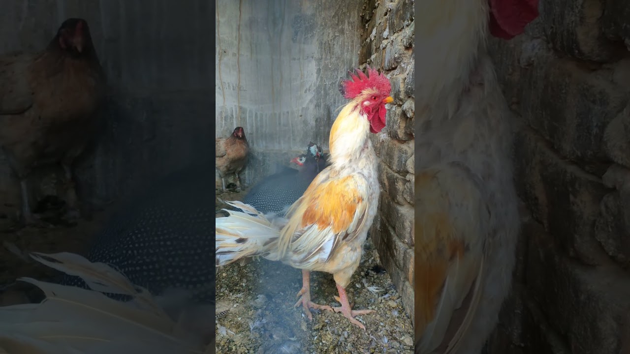 Feathered Friends Frolic: Ducklings,Hens,Goose,Guineafowl Chicks in Their Cozy Cage!" 