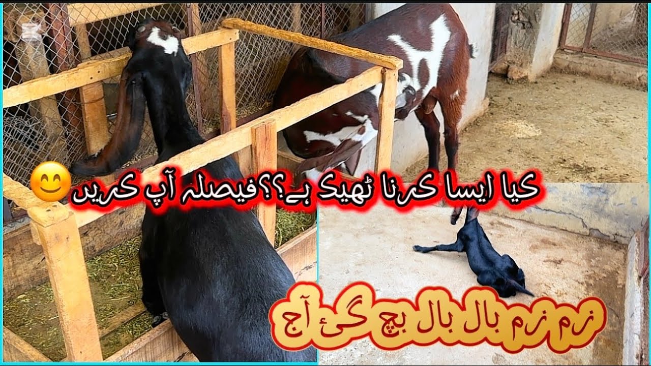 آج کی ویڈیو میری اور فیصلہ آپ کا || زم زم بچ گئ🫣 - YouTube