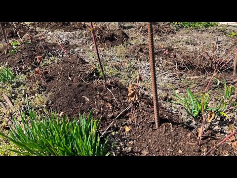 Ежевика весной. Удобряю и мульчирую. Органическое земледелие!