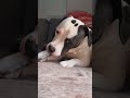 Pittie getting treat after brushing teeth. frozen sardine #pitbull #achilles ##bully #bull #bulldog