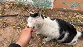 I came across these beautiful cats on the road. They are very hungry street cats