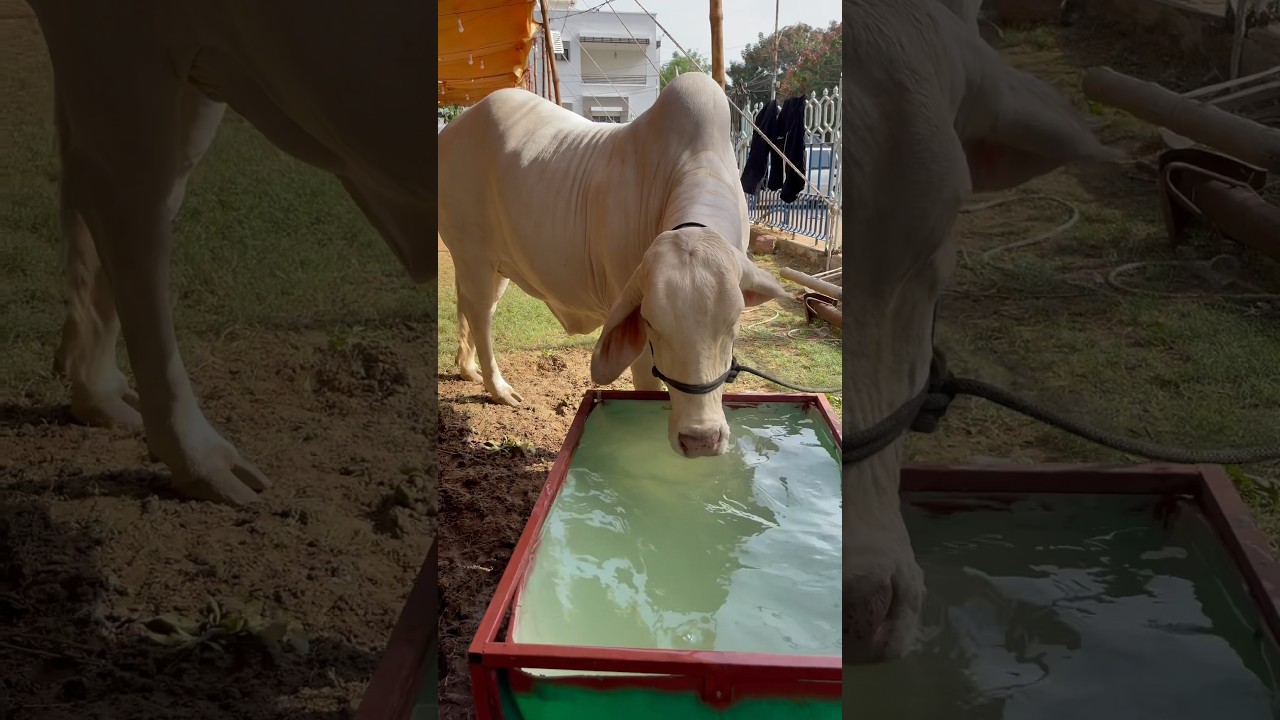 White Bull || Heaviest OX 