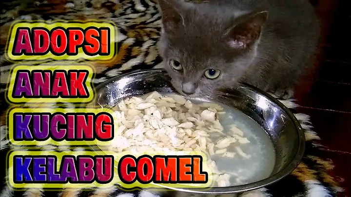 Watch the video about Anak Kucing British Shorthair Mix Sedang Makan Malam