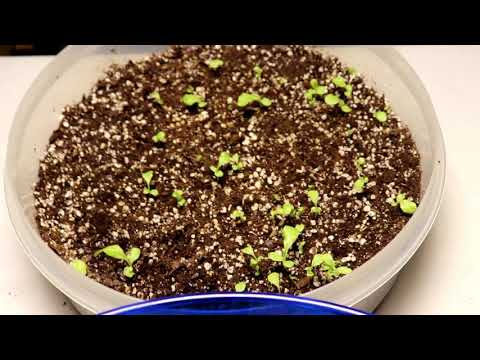 Indoor Vegetable Growing 3: Thinning my lettuce plants