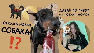 VLOG 5: КУПИЛИ СОБАКУ!?//ПОЛЕДНИЕ ДНИ С ДОБЕРМАНОМ