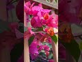 #youtubeshorts #everyone #nature #flowers #spring #flowerlove