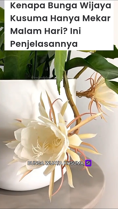 Kenapa Bunga Wijaya Kusuma Hanya Mekar Malam Hari? Ini Penjelasannya#faktaunik #faktamenarik #short