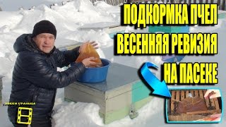 ПОДКОРМКА ПЧЕЛ МЕДОМ. ВЕСЕННИЕ РАБОТЫ НА ПАСЕКЕ №1. НАЧИНАЮЩЕМУ ПЧЕЛОВОДУ. ЛЮБИТЕЛЬСКОЕ ПЧЕЛОВОДСТВО(В этом ролике мы поговорим о весенней ревизии на пасеке, подкормке пчел медом и сахарным сиропом. Начинаем..., 2017-02-26T17:00:04.000Z)