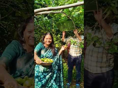ఈసారి మా తోటలో ఎన్ని రకాల పండ్లు కోశామో మీరే చెప్పాలి l Don't miss the end #Swaroopapotlapalli