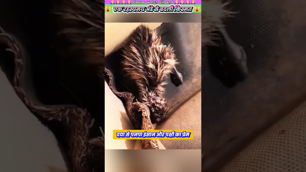 एक रहस्यमय अंडे से बदली किस्मत 😱 