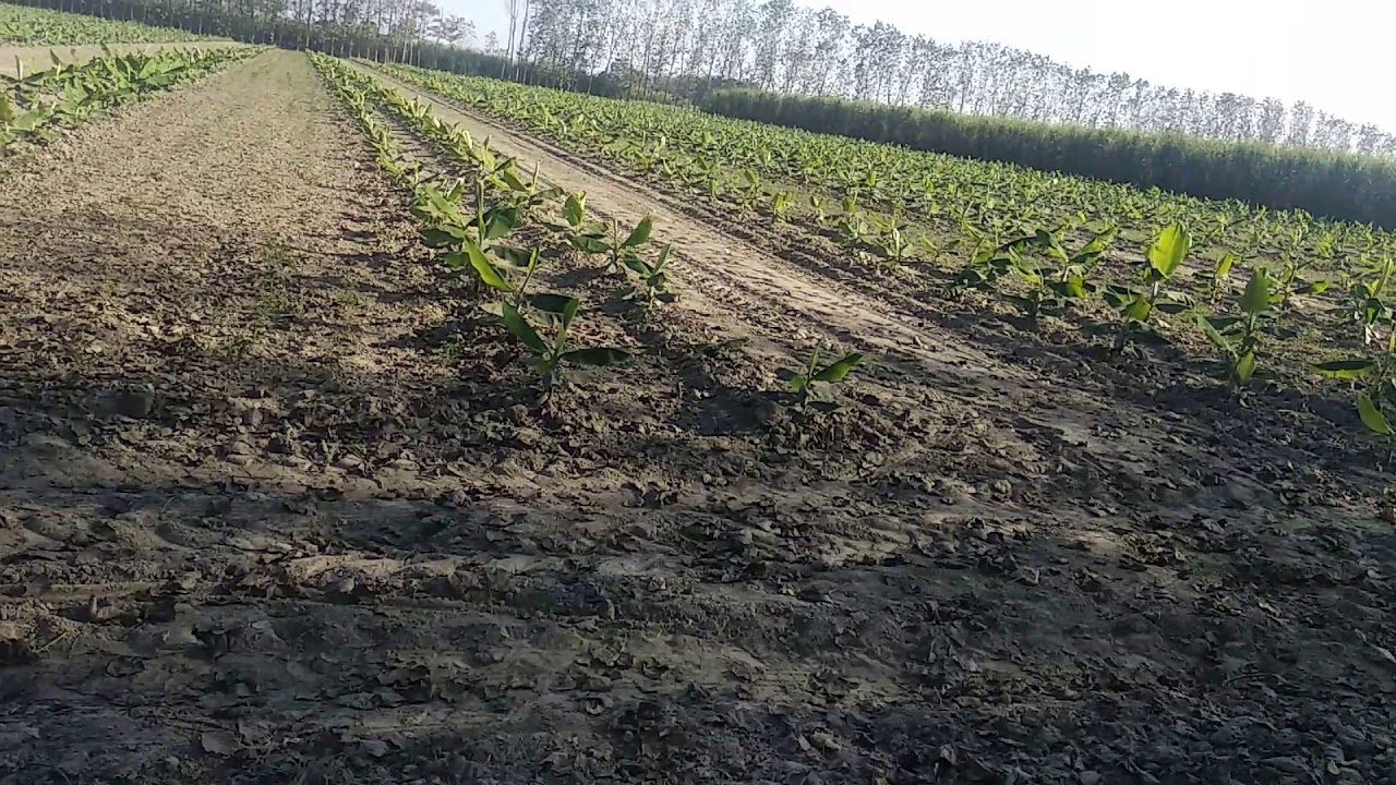 Banana farming YouTube