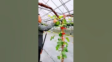 The process of pruning the vines = good tools to increase efficiency