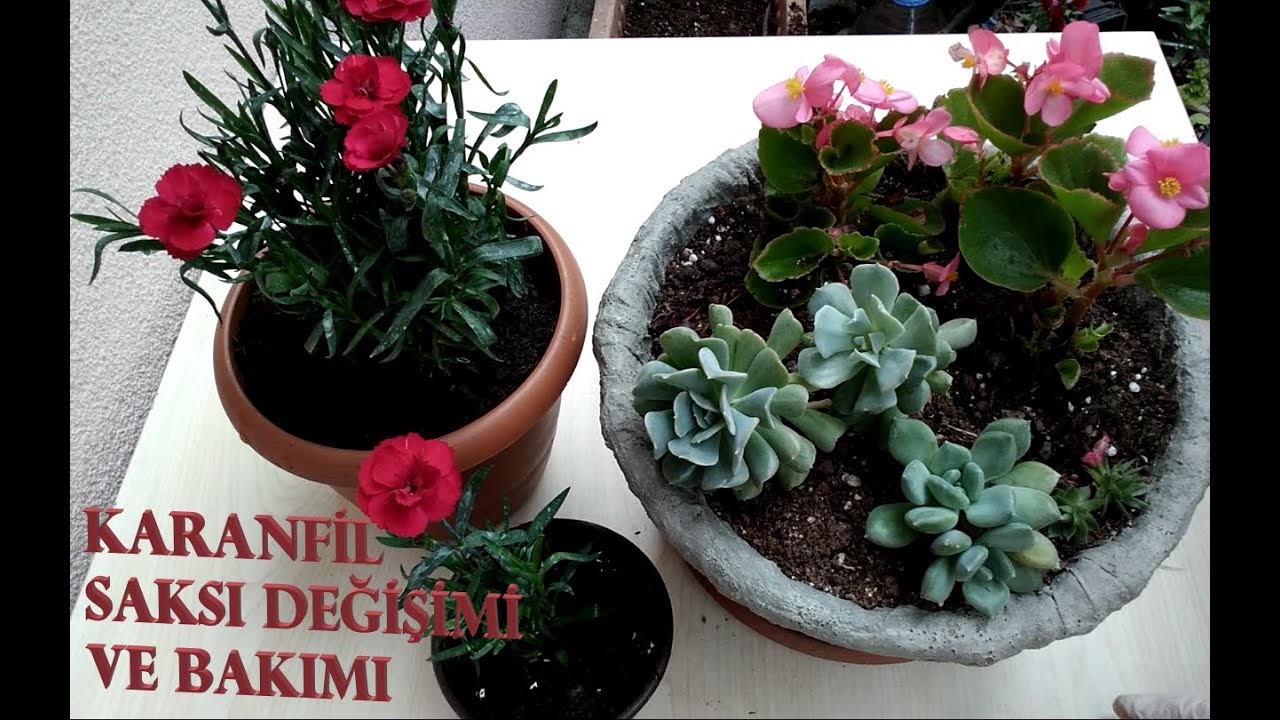 YENİ ALDIĞINIZ KARANFİLLERİN SAKSI DEĞİŞİMİ VE BAKIMI NASIL YAPILIR ?? ÇİÇEKLERDE YUMURTA KABUĞU