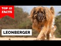 Leonberger - Top 10 Facts の動画、YouTube動画。