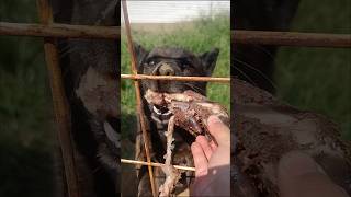 イノシシの足を超スローで食べる #犬のいる暮らし #犬動画 #甲斐犬 #犬