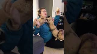 Lady Struggles to Eat a Banana as Bunnies Demand a Piece