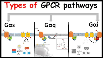 G protein coupled receptor signaling | GPCR signaling: Types of G alpha subunit | G alpha s, q and i