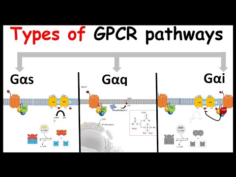 GPCR signaling : Types of G alpha subunit