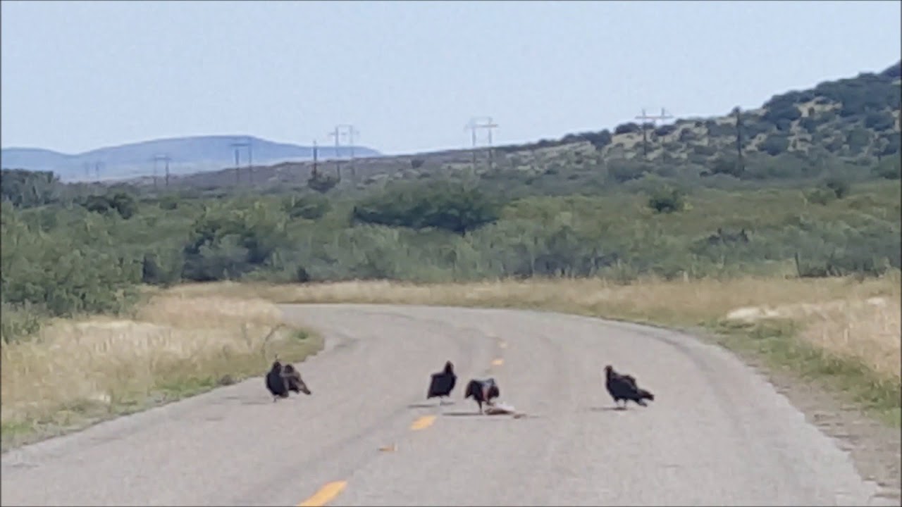 Texas turkey vulture buzzards eating roadkill YouTube