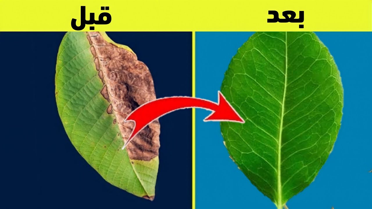 اسباب وعلاج احتراق أطراف أوراق النباتات احتراق حواف النباتleaf burning in plants
