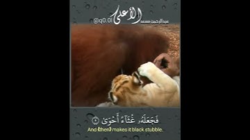 سبح اسم ربك الأعلى.. سورة الأعلى للقارئ عبدالرحمن مسعد
