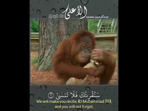 سبح اسم ربك الأعلى سورة الأعلى للقارئ عبدالرحمن مسعد