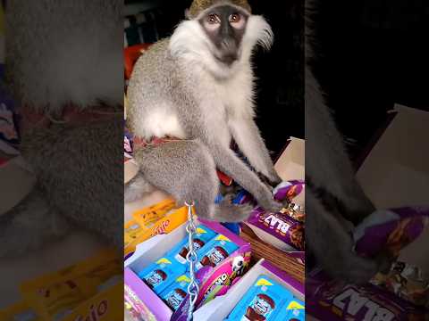 القرد رايح يشتري احمد السيد 