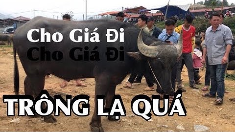 XUẤT HIỆN TRÂU LẠ TRÊN CHỢ PHIÊN CỐC LY - CẬP NHẬT GIÁ TRÂU BÒ HIỆN NAY