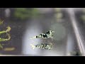 Middle of video