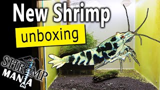 Amazing GALAXY TIGER SHRIMP unboxing! Shrimp Mania channel update