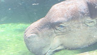 Pygmy Hippo Underwater At Pittsburg Zoo 72020