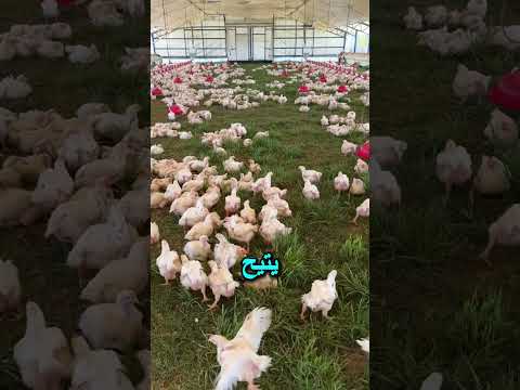 مزارع دجاج متنقلة هذه الفكرة ستفاجئك مشاريع اكسبلور محركات