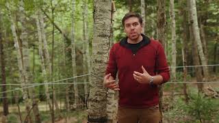 Video 8: Syrup from other tree species