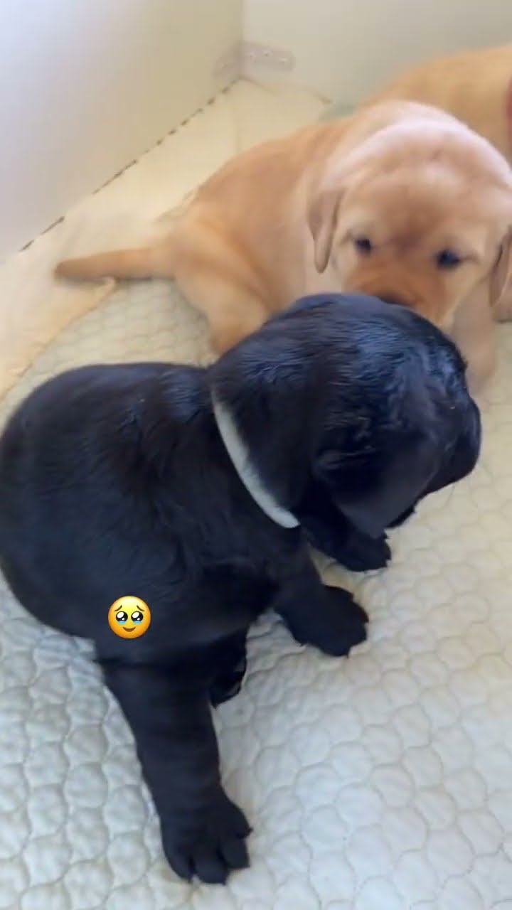 Prvnci sharing an adorable moment on a Monday afternoon