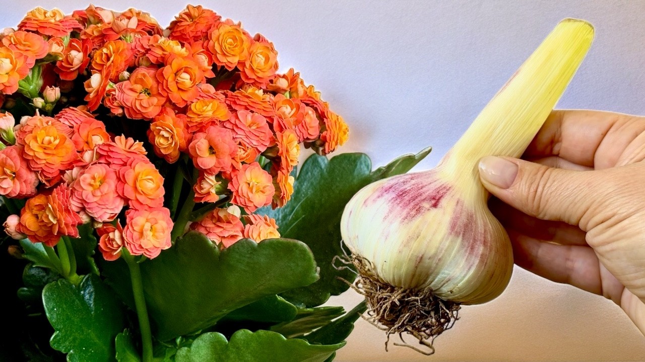 Haben Sie keine Angst davor! Ihr Kalanchoe wird länger blühen! Pflegetipps für Kalanchoe 🌺