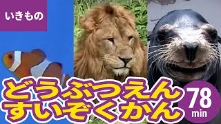 動物・いきものまとめ［3］動物園・水族館の人気者と珍しい生き物〈79min〉
