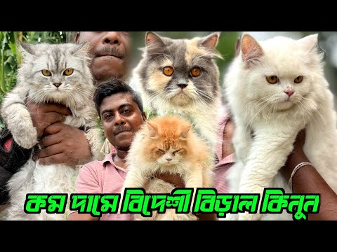 Persian Cat Sale Reasonable Price. Cat Market in Kolkata. Kolkata Cat Market.