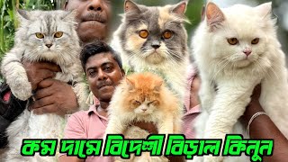 Persian Cat Sale Reasonable Price. Cat Market in Kolkata. Kolkata Cat Market.