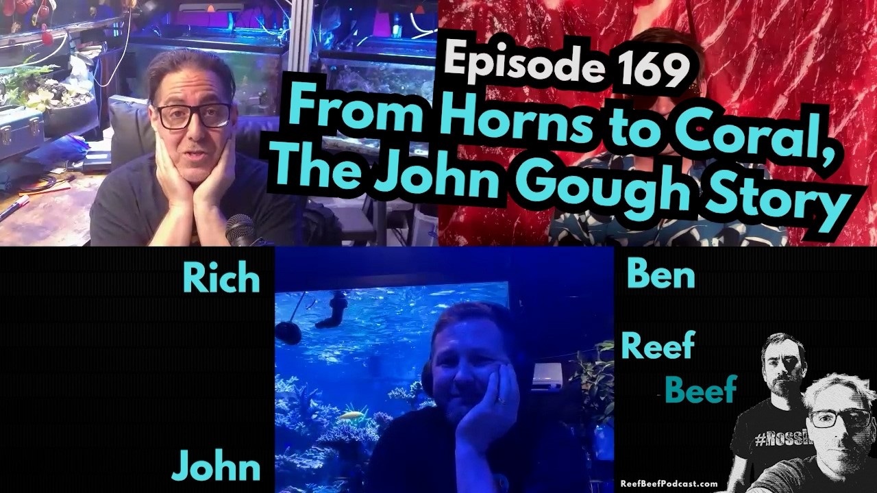 From Horns to Coral, The John Gough Story - Episode 169 - Reef Beef Podcast.
In this episode Rich and Ben talk to 2026 Aquarist of the Year John Gough, tour is aquarium building, and talk about how he jumped in to the hobby just 6 years ago!

Thank you to our sponsors:
Saltwater Aquarium: https://tinyurl.com/RBSaltwaterAquarium
Saltwater Aquarium Wholesale: https://tinyurl.com/SWAWholesale
Aquatic Collection: https://aquaticcollection.com/
PolypLab: https://www.polyplab.com/
Champion Lighting: https://www.championlighting.com/
Champion Lighting Wholesale: https://www.championlightingdealer.com/

Links:
Peecebo: https://reefbeefpodcast.com/peecebo/
Merch is now available! https://reefbeefpodcast.com/merch/
Join our Discord: https://discord.gg/reefbeef
Get notified of new episodes by receiving an email from Reef Beef! https://reefbeefpodcast.com/notify/
Get our help / advice: https://reefbeefpodcast.com/consult/
Buy Reef Beef a Beer! https://reefbeefpodcast.com
Become a Member: https://reefbeefpodcast.com/membership

Follow Us:
Youtube Channel: https://www.youtube.com/@ReefBeefPodcast
Spotify: https://open.spotify.com/show/0KA5CRWWe8dDmitJGOAG1J
Apple Podcast: https://podcasts.apple.com/us/podcast/reef-beef/id1552005275
Amazon: https://music.amazon.com/podcasts/db09c6a8-5f0e-46c2-ac2d-25ed555a549f/reef-beef
Player.fm: https://player.fm/series/reef-beef
Overcast: https://overcast.fm/itunes1552005275
Audible: https://audible.com/pd/B08JJNKYLG

Time Stamps
00:00:00 Intro
00:01:33 How is Ben?
00:09:25 SPONSOR: SaltwaterAquarium.com
00:10:52 How is Rich?
00:23:09 SPONSOR: PolypLab
00:24:32 Welcome John!
00:29:28 Tour
00:40:13 SPONSOR: Champion Lighting and Supply
00:41:53 How John got started
00:57:58 SPONSOR: AquaticCollection.com
00:59:08 John’s Philosophies 
01:36:00 Wrap Up
01:38:57 Bloopers

#ReefBeef #Aquarium #AquariumPodcast